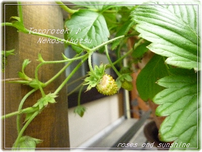 ﾜｲﾙﾄﾞｽﾄﾛﾍﾞﾘｰ実(2011.06.05).jpg