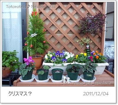 my garden2011.12.04.jpg