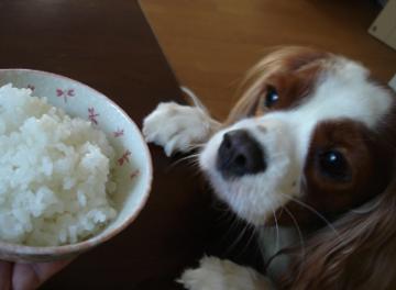 食べたいなり～