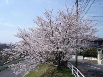 坂道の桜