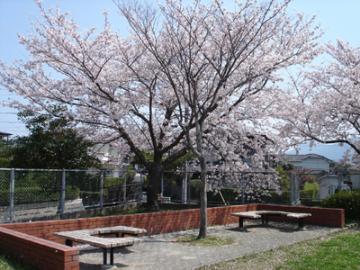 公園の桜