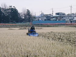 冬場の田起こし