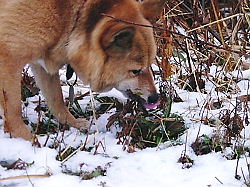 雪の中から草を食べていますよ