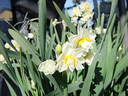 我が家のスイセン