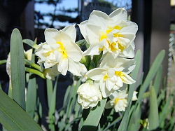 我が家のスイセン