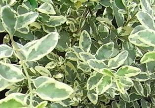 シルバープリペット