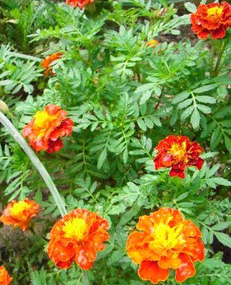 たねまきのマリーゴールド