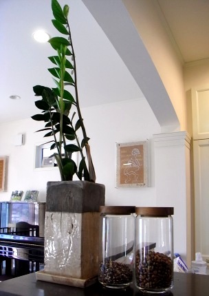 ザミオクルカスザーミフォリア