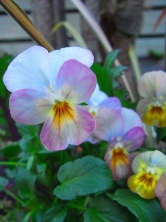 ビオラ　ビビ　ピンクアンティーク