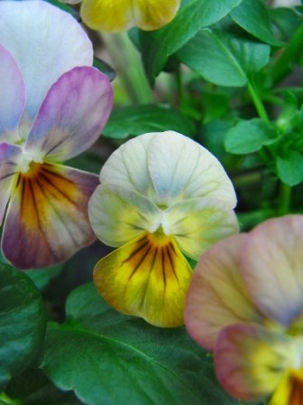 ビオラ　ビビ　アプリコットアンティーク