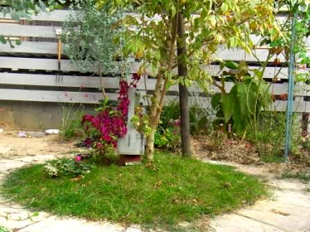 ネグンドカエデ島とユーカリ