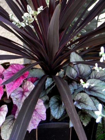 コルジリネとレックスベゴニア