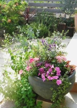 寄せ植え　ちょっと離れて