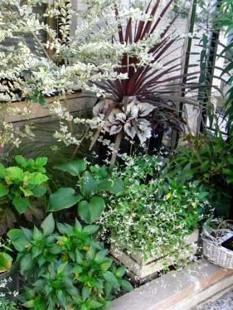 もうひとつのコルジリネとレックスベゴニア