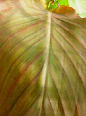 銅葉カンナの葉