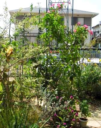 バックガーデン アンジェラなど