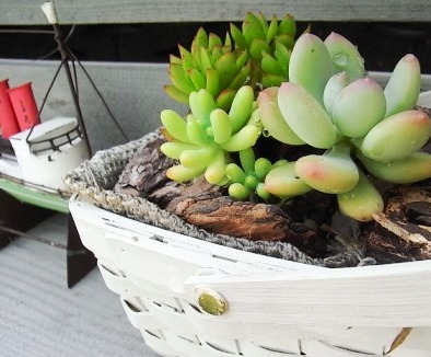 多肉のかご