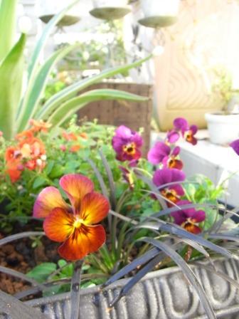 ナチュレ マルベリー