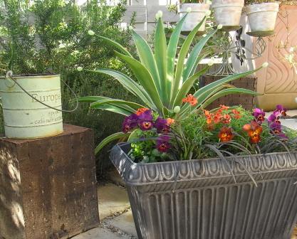 黒い鉢の寄せ植え