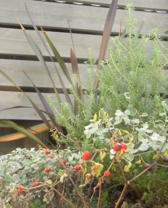 ブラックパールの実