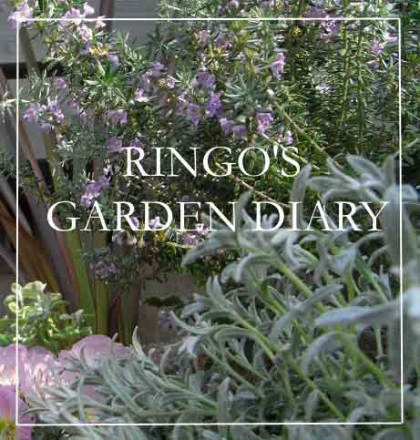 ２００８．５タイトル