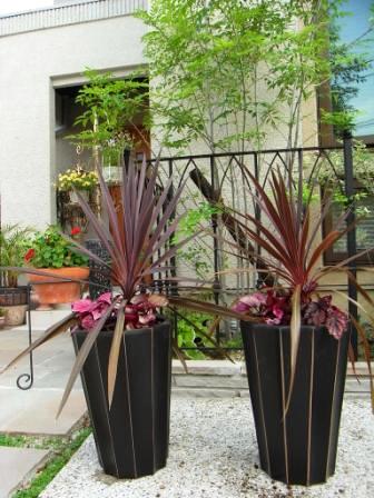 コルジリネとレックスベゴニアの寄せ植え