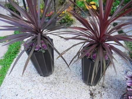 コルジリネとスプレーハボタン