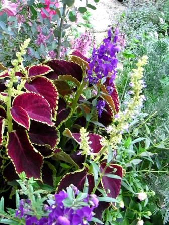 元気なコリウス