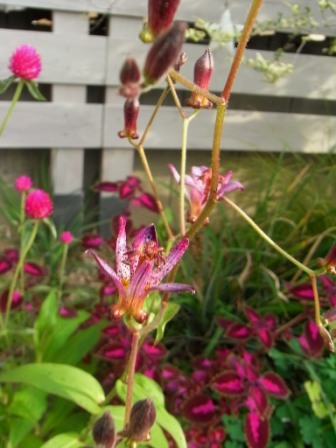 ホトトギスなど