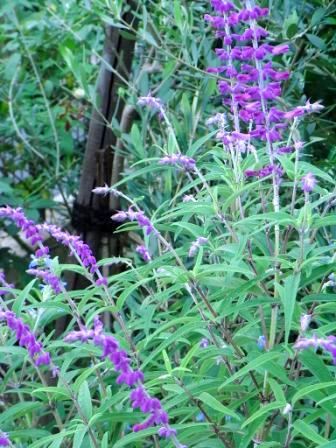 サルビアレウカンサ