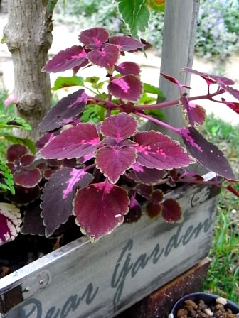 摘心したコリウス