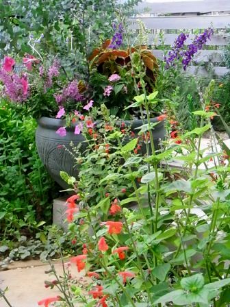 ベニバナサルビア