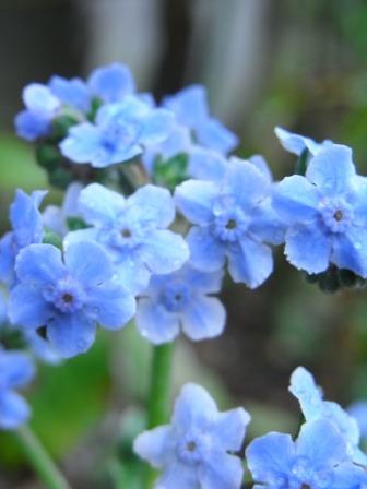 シナワスレナグサ