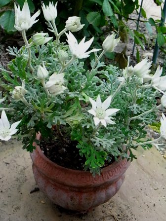 フランネルフラワー　フェアリーホワイト