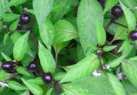 唐辛子　ブラックパール