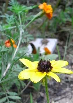 グロリオーサデージー