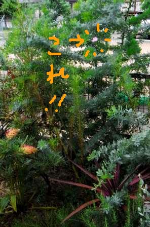 コスモスセンセーション