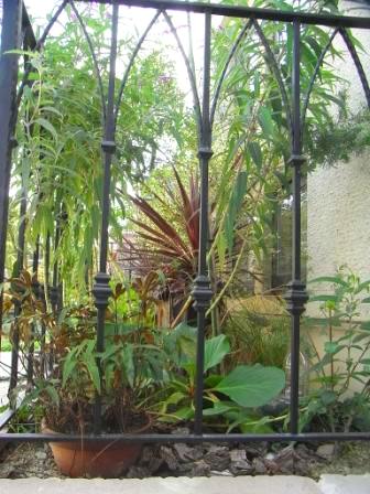 ヒマラヤユキノシタ