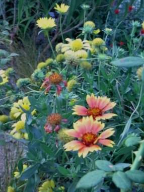 ガイラルディア