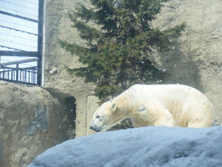 ホッキョクグマ
