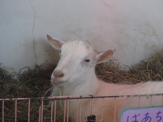 ヤギ