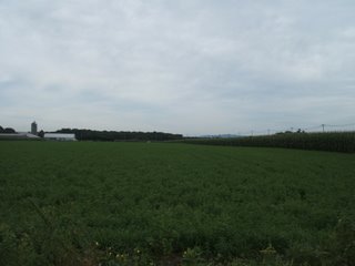 とうきび畑