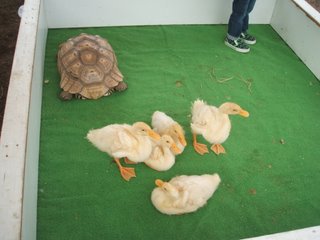 アヒル