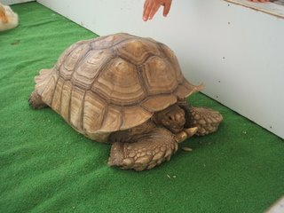カメ