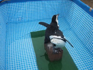 ペンギン