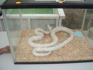 ヘビ