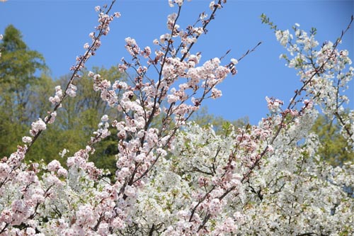 薄墨桜と大島桜