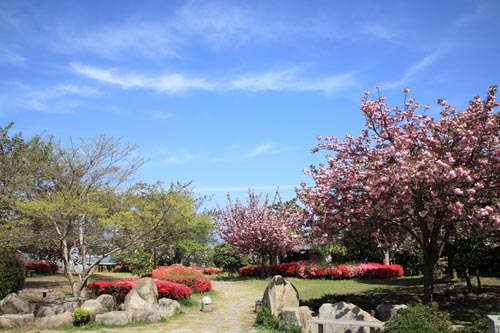 総合公園の桜