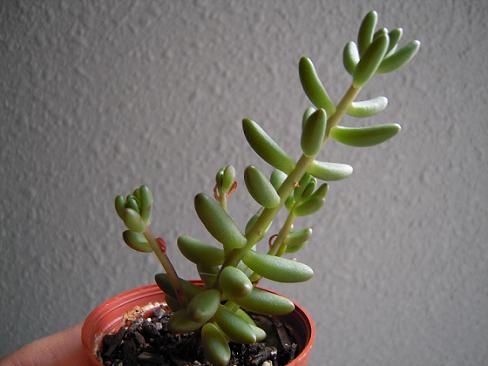 虹の玉