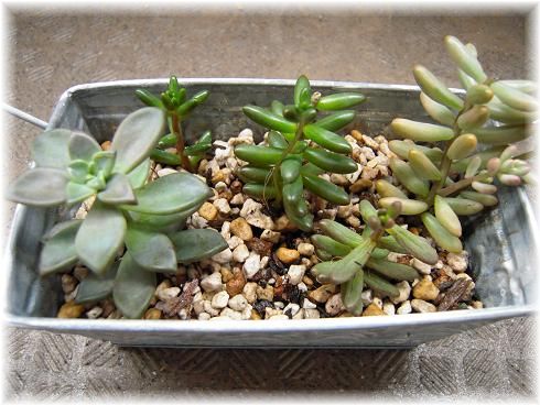 寄せ植え